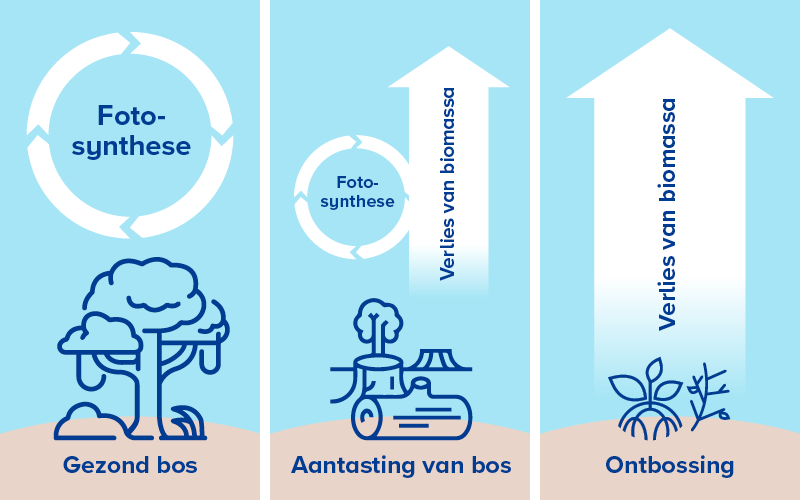 ontbossing-climatepartner